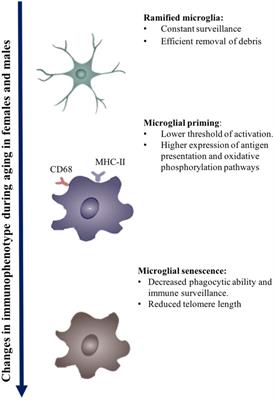 Inflammation: Bridging Age, Menopause and APOEε4 Genotype to Alzheimer’s Disease